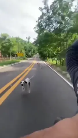 sendi sehat semangat goes ya🚴#animals #dog #meme #videolucu #zxycba #funnyvideos #funny #fypシ゚viral #foryou #fyppppppppppppppppppppppp #videoviral 