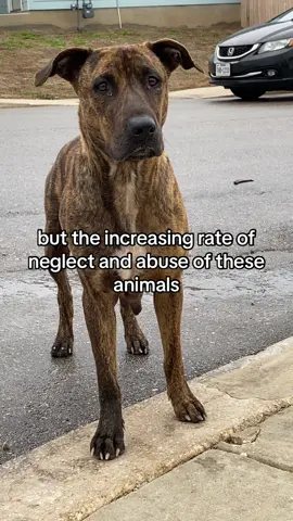 All i can Tell her Is your Next I cant bring her in until i have supplies to Help Her. Theres no point in taking her off the Street unless we can support another dog. If youre able to Donate for Food , or vetting it would be appreciated. She Doesnt need to have anymore Puppies and she deserves a loving home ❤️‍🩹😭 #fyp #streetdogs #streetrescue #savealife #donationsneeded #supportrescue #501c3 #mommadog #spayandneuteryourdamnpets 