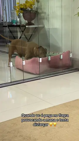 😂😂😂 #fy#foryou#tiktok#viral#foryoupage#pitbull#follow#pravoce#humor#comedia#meme#dog#pet#videoviral#videosnapchallenge#videosengracados#humortiktok 