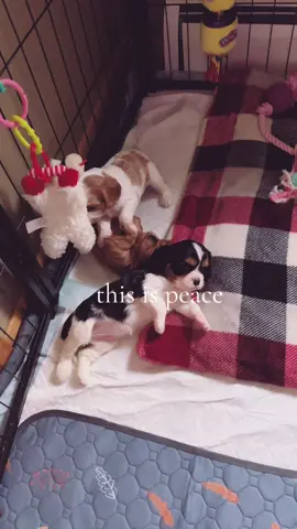 4 week old Cavalier King Charles Spaniel puppy angels 🥹 #MyPeace #fyp #foryou #foryoupage #cavalier #cavalierkingcharles #cavalierkingcharlesspaniel #puppy #puppies #puppylove #puppytiktok #puppiesoftiktok #puppiesofohio #breederslife #breederlife #puppydog #puppydogeyes #puppydogsoftiktok #puppydogs 