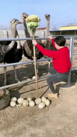 pegando ovos de avestruz 