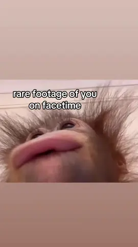 rare footage of you on facetime #fyp #rarefootage #facetime #you #monkey 