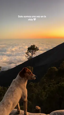 En el camino encontre a este amiguito 🐶 Viendo juntos un hermoso atardecer en lo alto del volcán de Acatenango!  #volcanacatenango🇬🇹❤️⛰️ #atardeceresperfectos #volcanacatenango #guatemala 