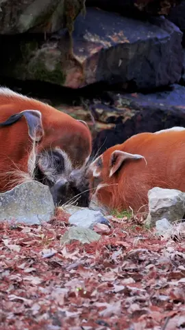 It’s safe to say, Buddy and Koka have been hitting it off! #memphiszoo #zoo #redriverhog #loveisintheair #cute #canyoufeelthelovetonight #cute #animals #hogs #buddyandkoka 