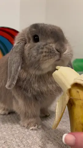 Dobbys love for bananas is unconditional 😍 (he only gets a few bites 🍌) #rabbitsoftiktok #rabbits #houserabbit #rabbiteating #rabbitcham #banana #asmr 