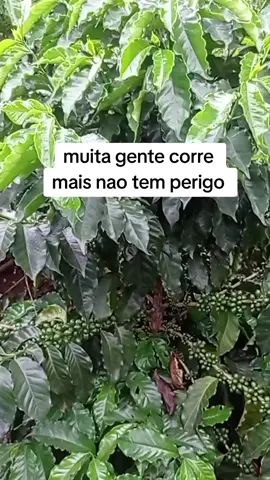 #sualavoura #agricultura #enxadaamolada 