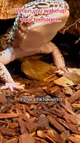 5 more minutes... #reptiles #leopardgecko #lizardpuppy  all jokes
