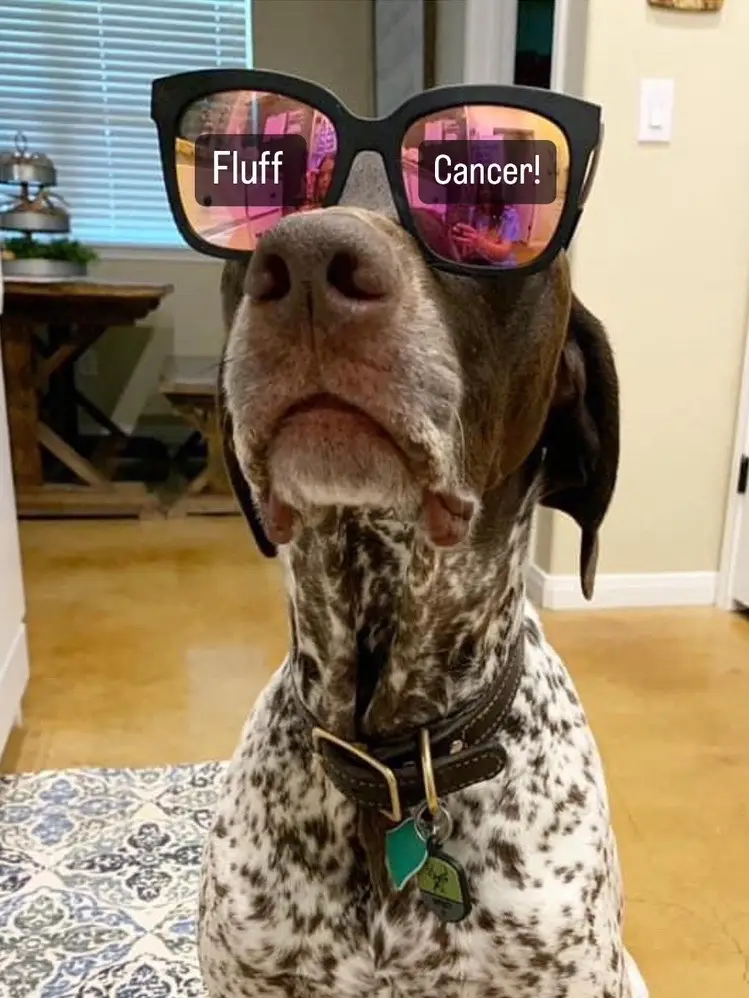 Surgery day is tomorrow morning January 11th and Wyatt is ready to kick the fluffing fluff out of cancer!🥊 Tomorrow is Wyatt’s day! Be sure to grab a Fluff Cancer shirt, link in our bio!❤️ #wyattthegsp #foryoupage #fyp #fluffcancer 