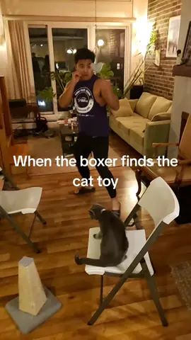 #boxing🥊 #cat #chess #pawn 