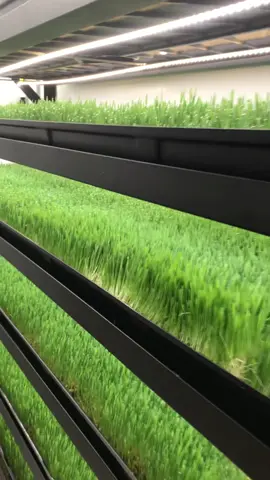 We have 42 trays for growing fodder (barley grass) in our Hydroponic Fodder Farm. #hydroponics #fodder #farm #farming #ranching #farmlife #barleygrass #Sustainability 
