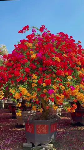 #flowergirl #flowerfield #flower #flowerwedding #flowershower #flowershower #flowershower #flowershower #flowergarden #beautiful #nature #flowers #tiktoktrending 