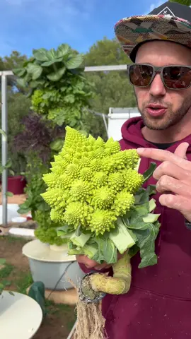 Chilly days, thriving crops! Our winter harvest boasts stunning romanescos, green cauliflowers, cabbages, and bok choy—all cultivated on soil-free aeroponic towers. #romanesco #verticalfarming #cauliflower #aeroponics #cabbage #vegetables #soilless #hydroponics