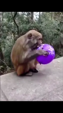Monyet kecil mengunyah belon#Monyet #belon #kelakar 