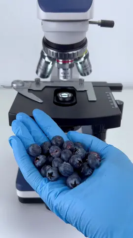 What would you discover if you magnify a blueberry by 400 times?#microscope 