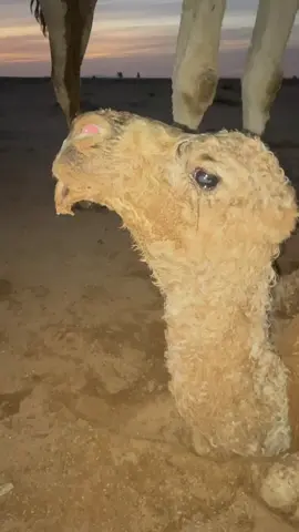 اذكرالله 🤍