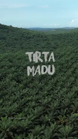 Perkebunan kelapa sawit tirta madu #kabupatenbintan #bintan #kepulauanriau 