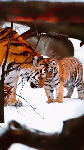 The tiger mother raising and caring for her children with lots of love.  Nature presents us with wonderful images of these animals.  This is beautiful. #amazing #world #amazingvideo #beautiful #wonderful #Wonderful #animais #animals #tiger #tigre #lion #lions #natureza #nature #naturelovers #Love #jaguar #amor #mother 