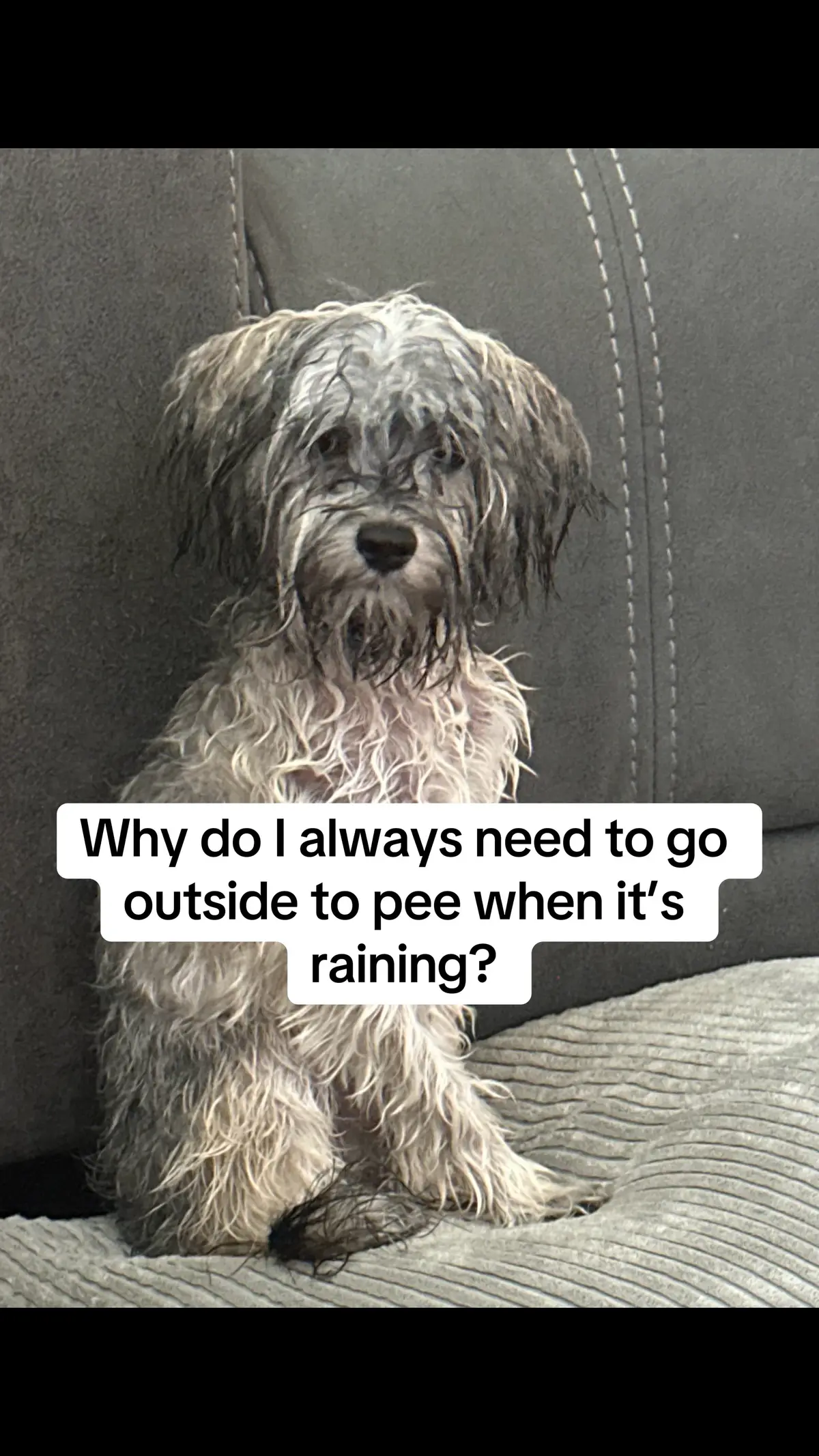 #animallovers #animalrescue #puppylove #puppy #dog 