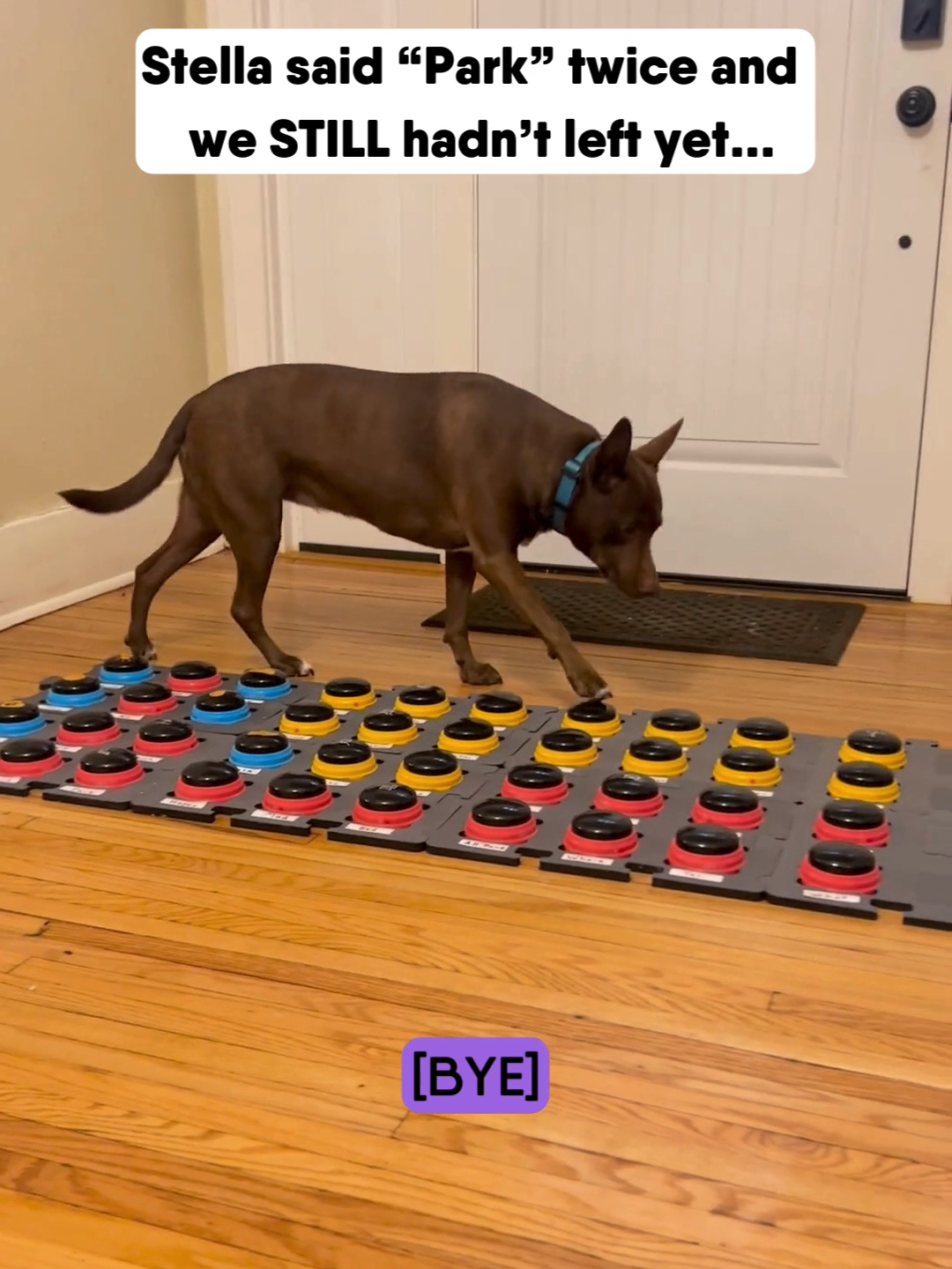 While our baby was still sleeping in the morning, Stella had asked to go to the park twice. After asking twice and not yet leaving for the park, she adjusted her message to say “Play bye ball.” This is a common and impressive theme for Stella and other dogs communicating using buttons. When her message was not received in her mind, she tried asking for the same thing in a different way. Our dogs are flexible thinkers and problem solvers, using all of the tools at their disposal to make sure they are understood! #hunger4words #buttontraining #dogvideos #smartdog #play