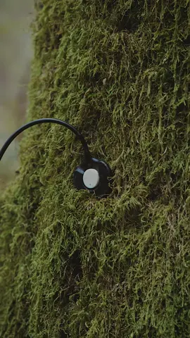 SOUNDS OF MOSS 🌱 #cinematic #nature #tiktok #pourtoi #fyp 