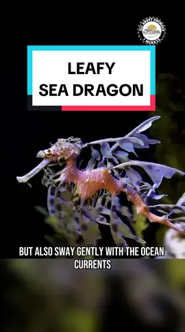 Leafy Sea Dragon🐉🐟 One of the  Rare and Beautiful Sea Creatures of Australia #leafyseadragon #seadragon #fish #marinelife #seaanimals #sealife #aquaticlife #nature #animallovers #wildlife #reelsinstagram #reelvideo #reelsinsta #reelsviral #reels #shorts #short #animalsofinstagram #animalsoftiktok #everyone #highlights 