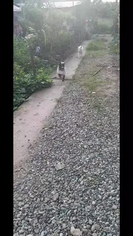 hirring:taga alaga sa asong mataba🐼😃 panda