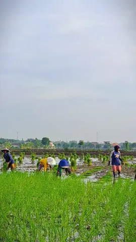 Musim Tanam telah tiba, mugi2 berkah, semoga hasil panen melimpah 🤲🤲🤲 . . #tanampadi  #sawah  #petanipadi  #berkah  #kendaliforniapride  #kendalifornia  #ayodolannangkendal 