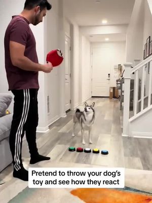 Pretend to throw your dog’s toy and see how they react 😂😂😂 #smartdog #funnydog #dogs #doglover #fyp