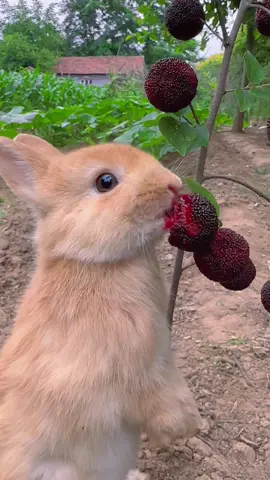 #cute #rabbit