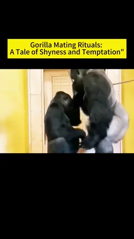 Gorilla Mating Rituals:A Tale of Shyness and Temptation.#animals #wildanimals ##gorilla #fyp #foyyou 