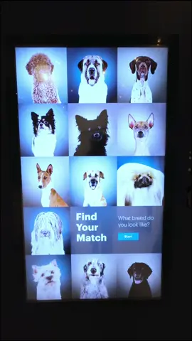 my dog... is not an aussie? impostor ⚠️ 📢 #fyp #🤣 #🐕 #dogmemes  @MuseumoftheDog
