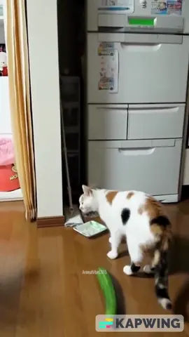لماذا تخاف القطط من الخيار؟ #catsoftiktok #catlover #catsfunnyvideos #catsfunny 