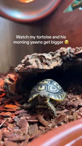 His name is Fig 🐢 #tortoisetok #babyanimals #pettok #turtletok 