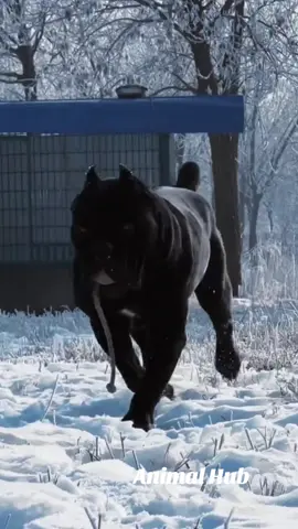 #canecorso #fight #aggressive #dogs 