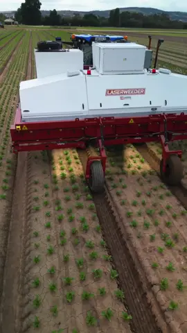 Our recent implementation of Tripod Farmers' LaserWeeder has been incredibly smooth. Straight into the fields, and destroying weeds. Here are some clips in romaine (Cos) and Butter #lettuce where you can really see how efficiently the machine eliminates weeds. #agtech #farming