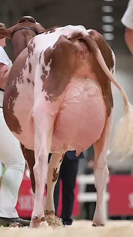 T-Triple-T Fame EX-92. Intermediate R&W at the Royal. HM Intermediate WDE #royalwinterfair2023 #showcows #photographer 
