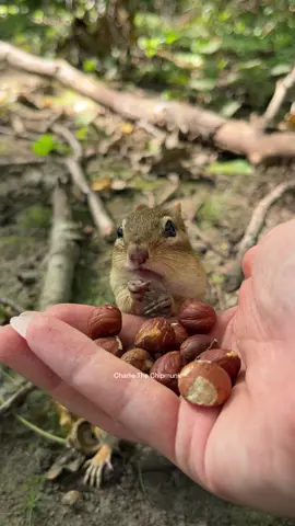 Poked from behind #fyp #cute #animals #chipmunks #forestfriends #wilderness #funny 