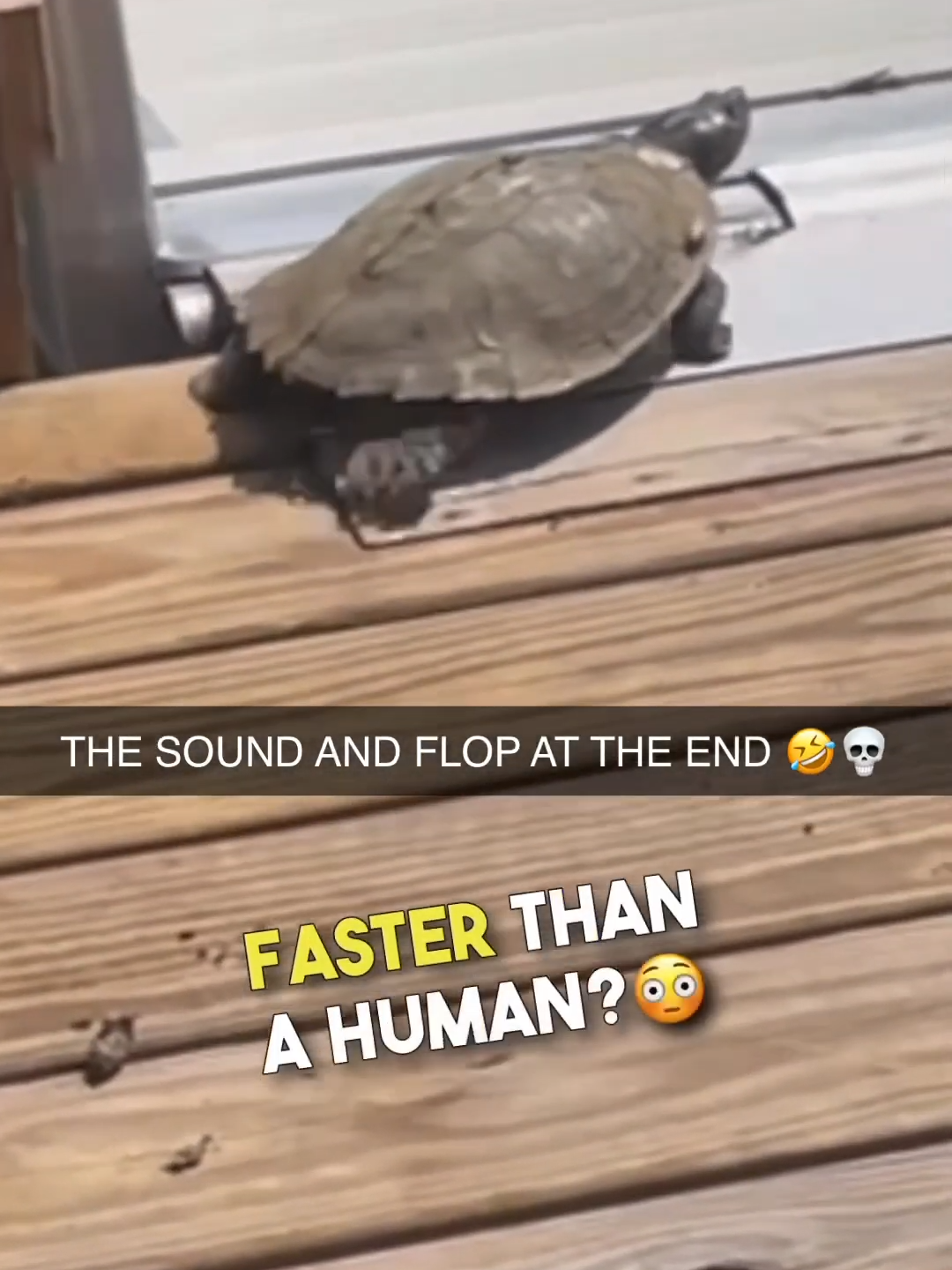 I'M FAST AS FUC* BOIII 💨😂 #fastturtle #turtle #turtlevideos #funnyturtle #funnyanimals #brennanrogers #fyp  🎥 (Stephen Seivers via ViralHog)