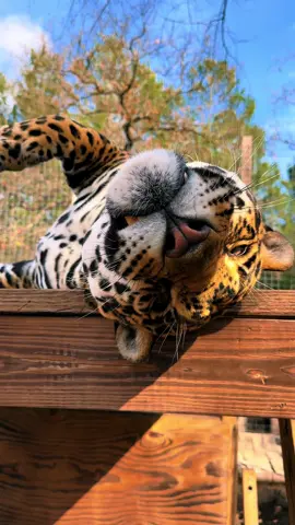 Upside down jaguar boy #NOTpets #jaguar #jag #tank #teamtank #bigcat #bigcats #cat #cats #animal #animals #cute #funny #lol #fl #florida #fyp 