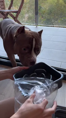 Slow Feeding Station with a No-Spill Bowl and a Slow Feeder 🦥 Link for the product is in my bio🩵 #americanbully #asmr #slowfeeder #feedingstation 