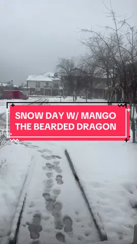 Who needs a dog or children when you have a low maintenance lizard who just eats and tans. Perfect companion for the summer too  🙃🕶️☀️ #beardeddragon #dayinthelifeofabeardeddragon #lizardresort #lizardfun #humor #funny #meme #laugh #vacation #tanning #snowday #chixagolizard #fyp #viral #beardeddragontok 