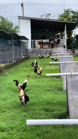 Silakan WA / Inbox bosku 🙏🏼 #fyp #fypシ #fypシ゚viral #fyppppppppppppppppppppppp #farm #ayam #fhiliphines🇵🇭 #bali #indonesia🇮🇩 #bloodline #terbaik👍👍 