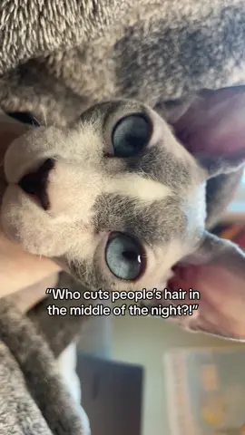 Well now we know why he’s bald… #catsoftiktok #PetsOfTikTok #cat #sphynx #funnycat #cutecat #whocutspeopleshairinthemiddleofthenight 
