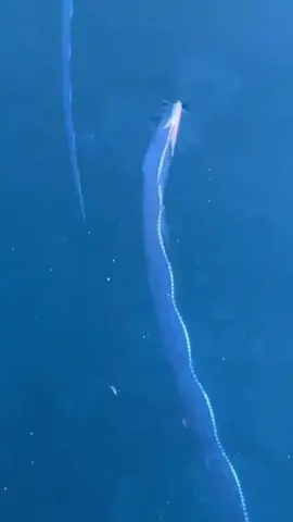 Two rarely seen oarfish swimming around #wow #ocean