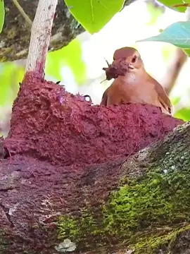 The Rufous Hornero Bird is the master architect of the bird world. #Birds #nest #wildlife #nature #FYP #FantasticBeastsln 
