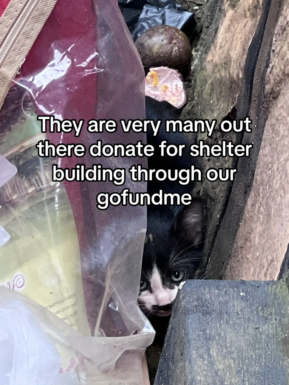 Let's come together to make a positive impact on the lives of stray Animals. Your donations will help us buy food and alleviate shelter for these animals in need. #fyp 