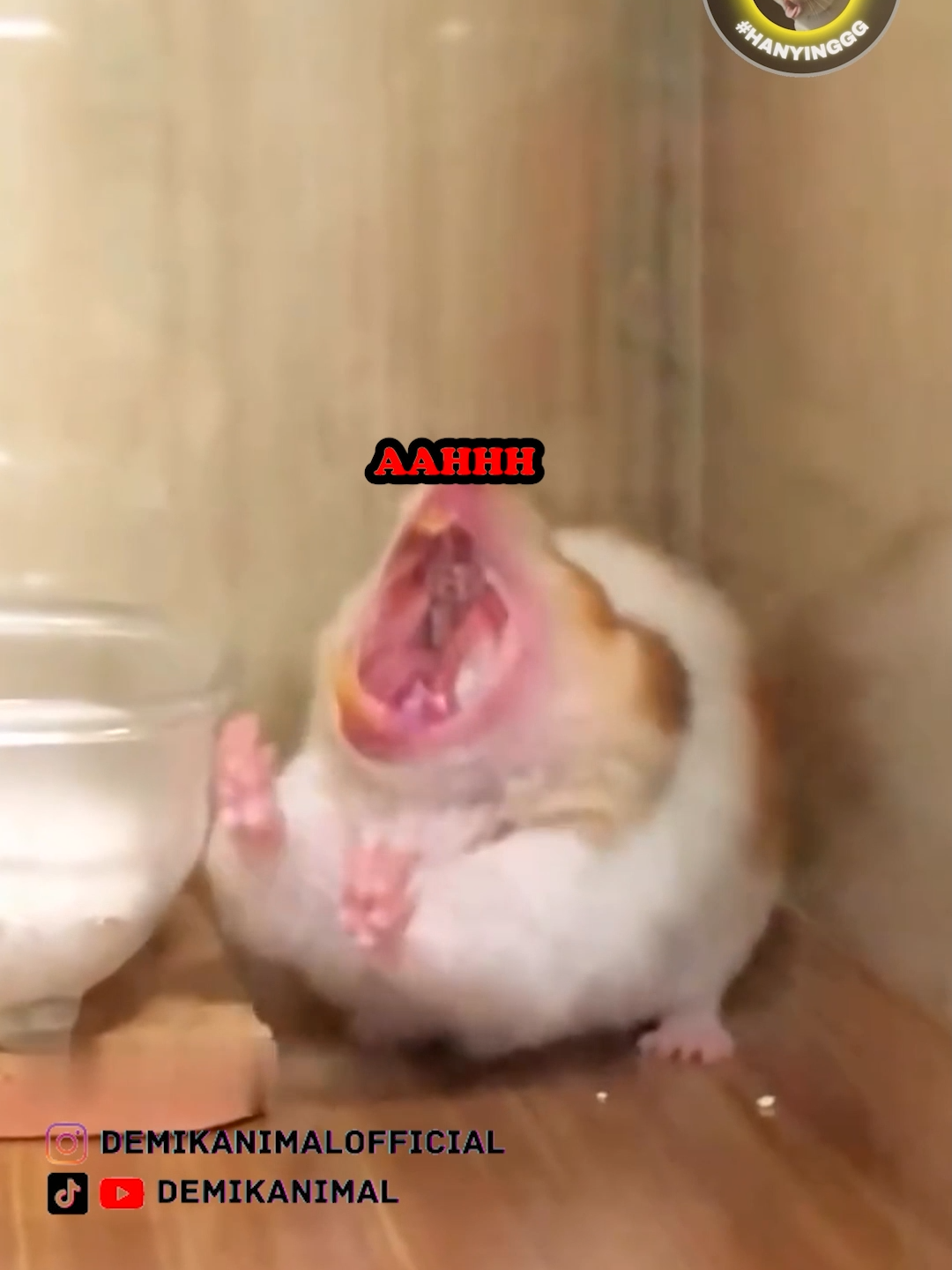 HAMSTER GACOR #fyp #foryou #foryoupage #foryourpage #dubbing #dubbinglucu #dubbinghewan #dubbingbinatang #dubbingindonesia #demikanimal #demikanimalofficial