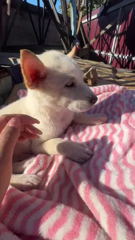 #doglover #dogontiktok #foryoupage #ဆယ်လီတွေမှlikeပေးတာလား #🐶🐶🐶😘😘😘 