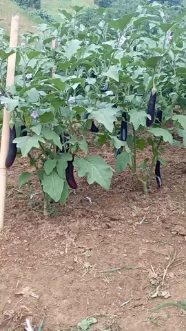 Our eggplant 🍆 😇🙌 #eggplant #gardening #farming #lifeofafarmer #dodongthefarmerontiktok #prayersworkwonders #fyp #foryourpage 