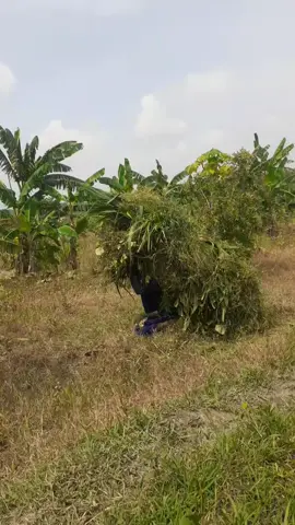 koyok pe ngereok bolo mentahan e#tukangngaretindonesia#peternak#tukangngaret 
